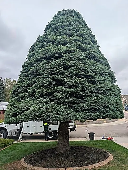 Healthy, full blue spruce maintained by A&S Tree Service