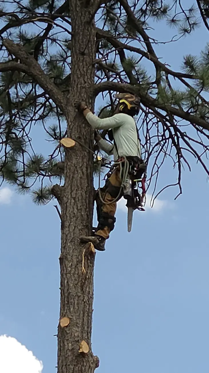 Arborist climbing a bare trunk to access a removal