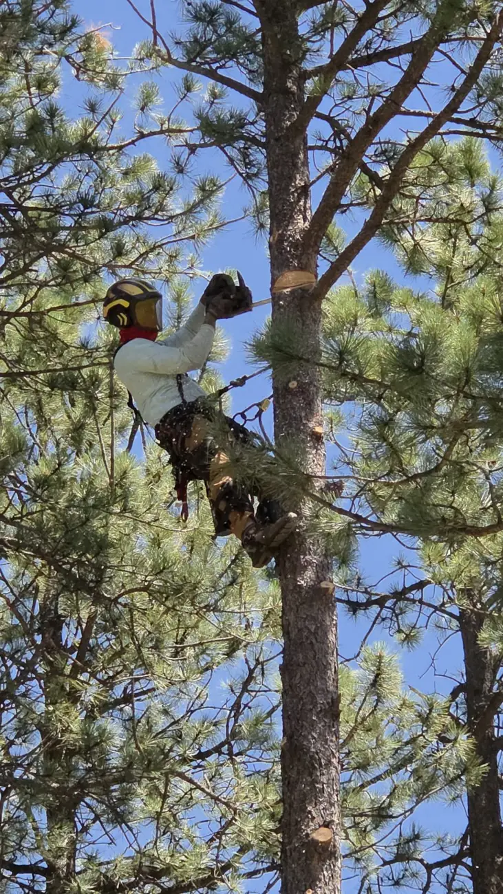 Certified arborist climbing high with full safety gear