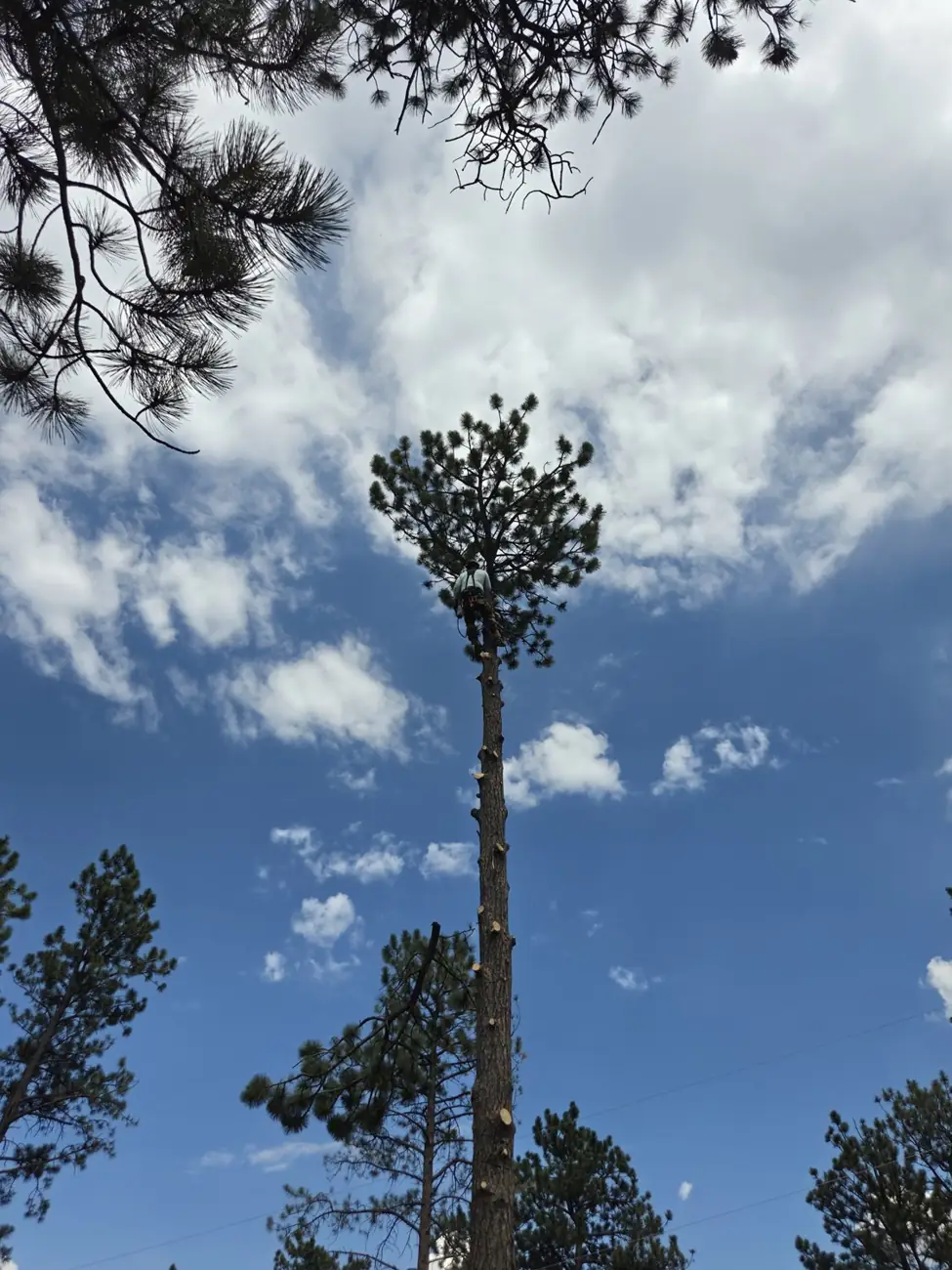 Difficult high climb to the top of a towering pine