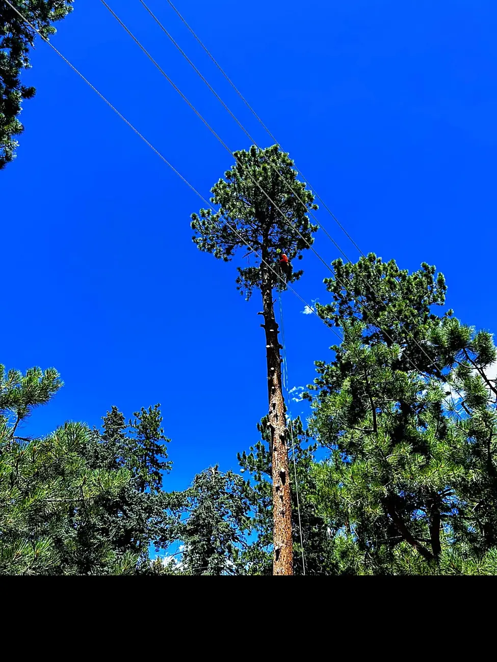 Technical high climb to top a pine beside power lines, Alpha Sierra Tree Services