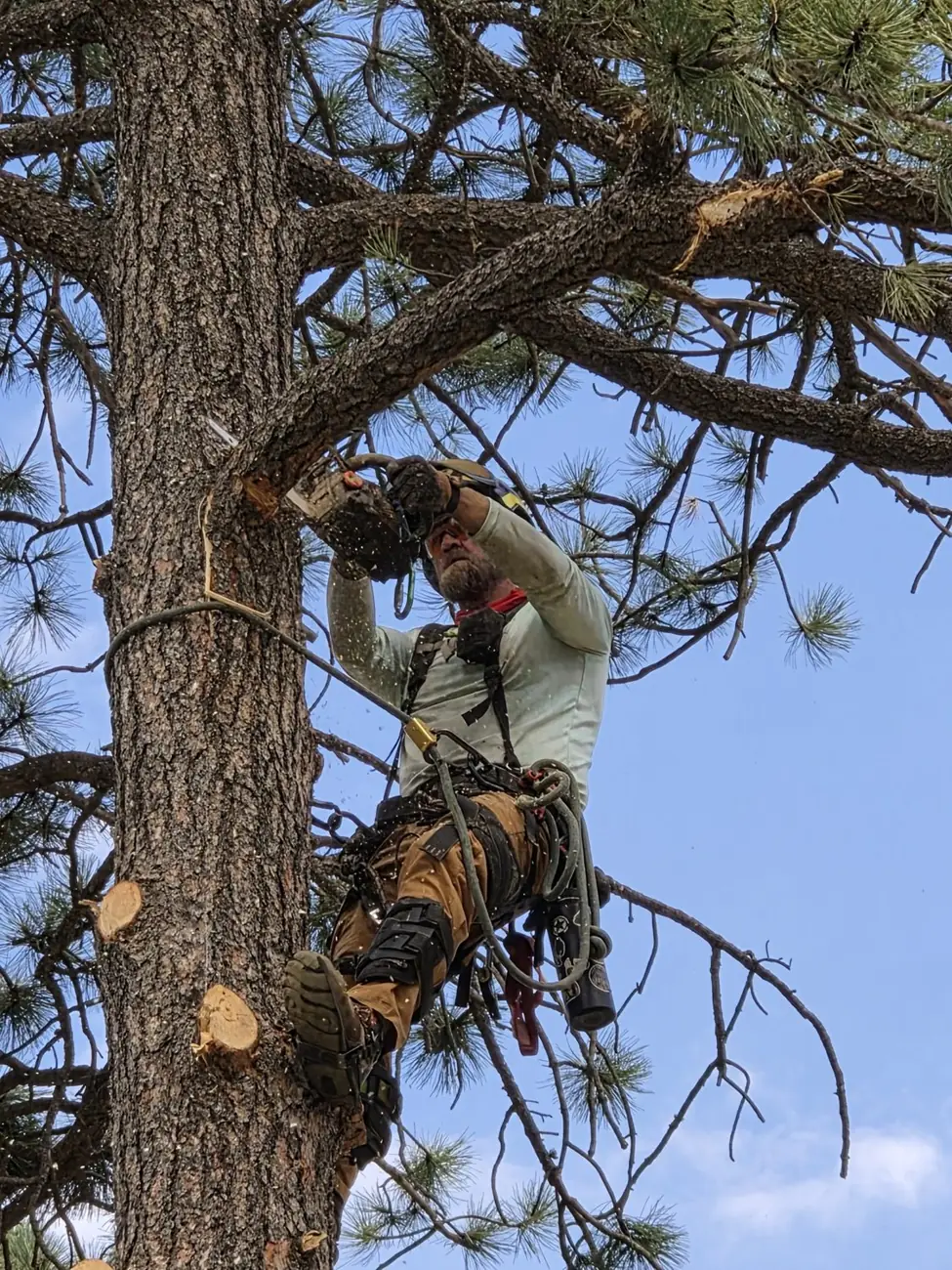A&S climber trimming a large ponderosa limb