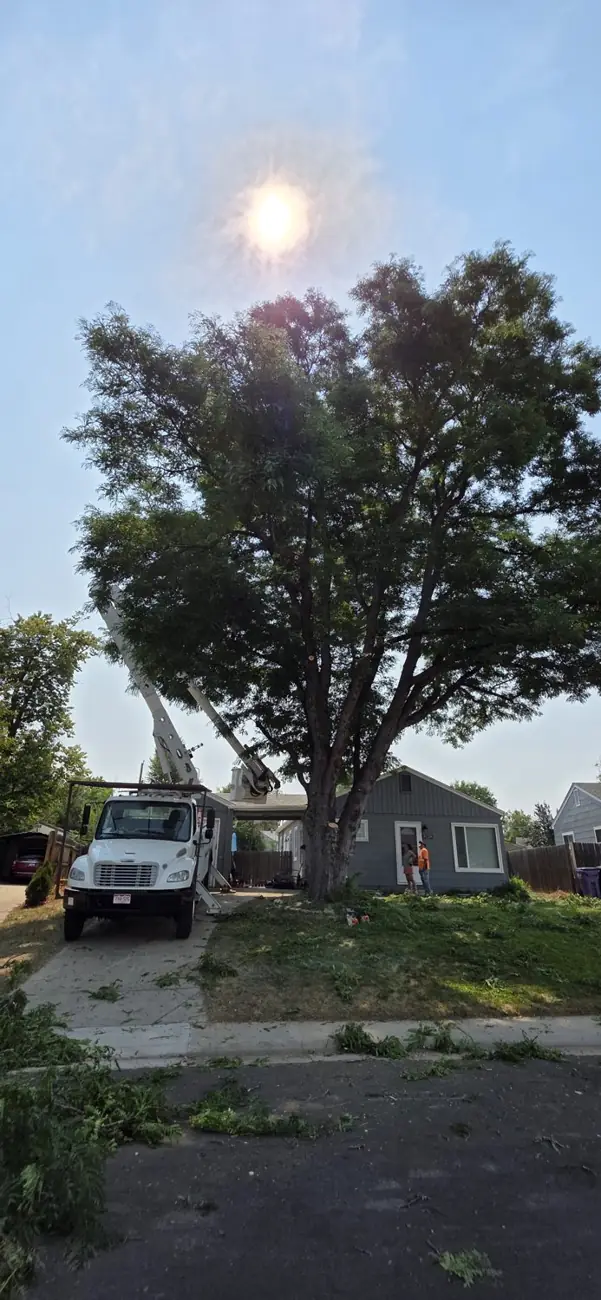 Residential tree trimming to keep a Colorado home beautiful